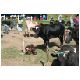 Tag_04_Bild_04_Viehmarkt_Otavalo.JPG