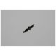 Tag_06_Bild_12_Condor.JPG