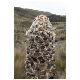Tag_10_Bild_06_Cajas_Nationalpark.JPG